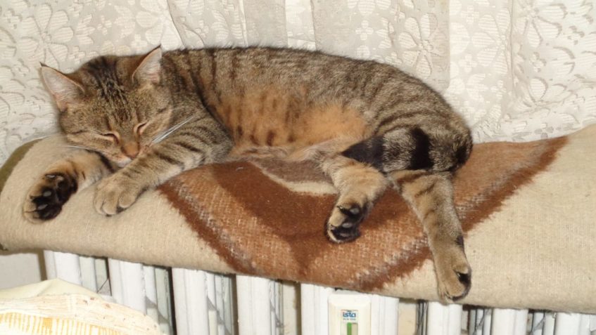 PŘED PÁR DNY U NÁS BYLA NÁVŠTĚVA , PŘIŠLA S JASNÝM CÍLEM.......