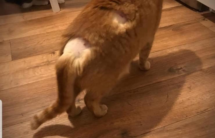 ROGER A GINGER    /GINGER trochu zlobí...