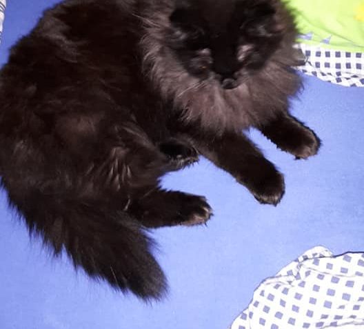 SHEVA (CINDY ) ZE SLUNÍČKA...