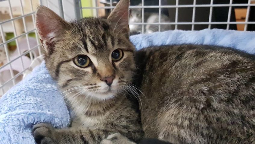 TATO KRÁSKA JE JUBIELNÍ 1500 KOČIČKOU PŘIJATOU DO SLUNÍČKA O...