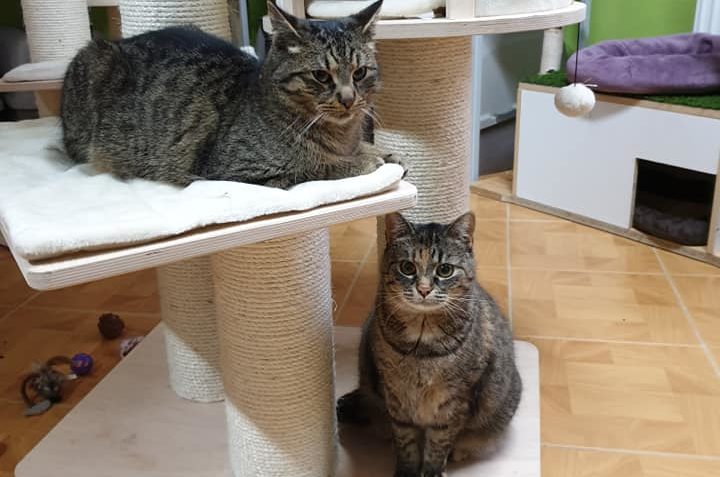 VEČERNÍ ODPOČINEK A ŠKÁDLENÍ