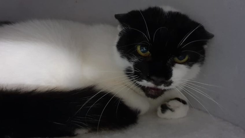 VIDĚLI JSTE V ÚTULKU NĚKDY KOCOURKA  KALIMERA? Kocourkovi je...