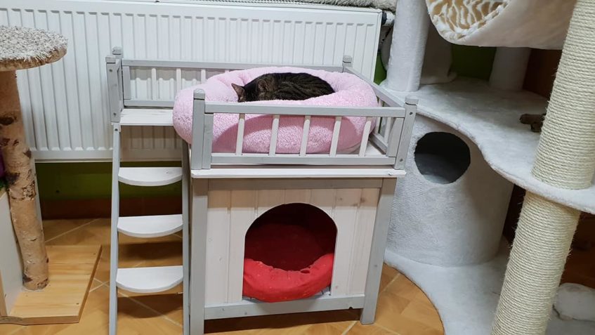 VČERA, JSME TU MĚLI MILOU MAZLÍCÍ NÁVŠTĚVU A KOČIČKY DOSTALY...