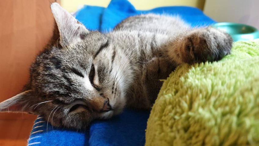 Z BERENIKY JE BOŘIVOJ...