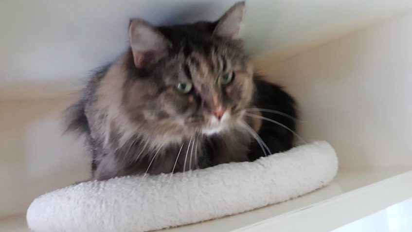 Zpravodajství do 26.1.2019...