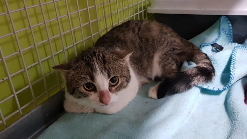 Zpravodajství do 31.1.2019...