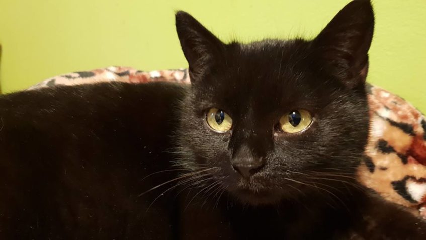 ÚŽASNÝ MAZEL  A POHODOVÁ KOČIČKA  THEODORA...