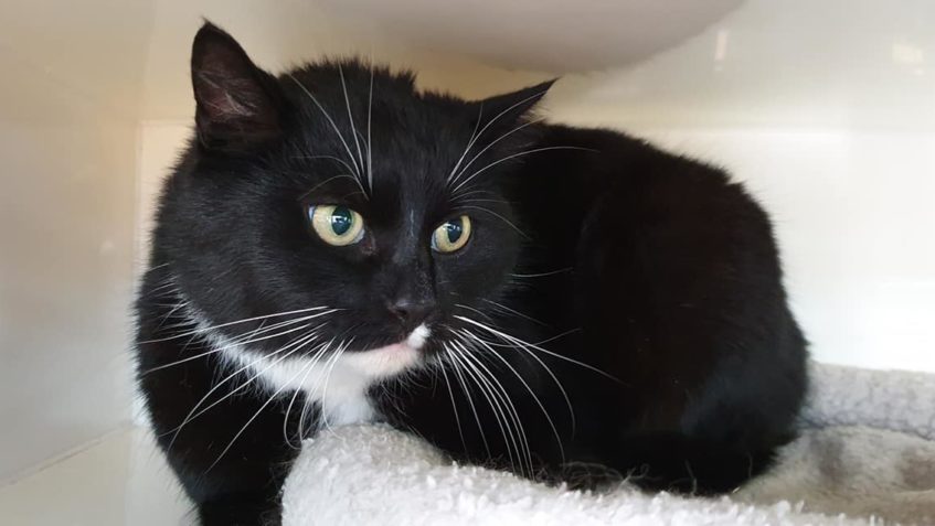 ČERNOBÍLÝ MACEK SE S NAMI ZATÍM MOC BAVIT NECHCE...