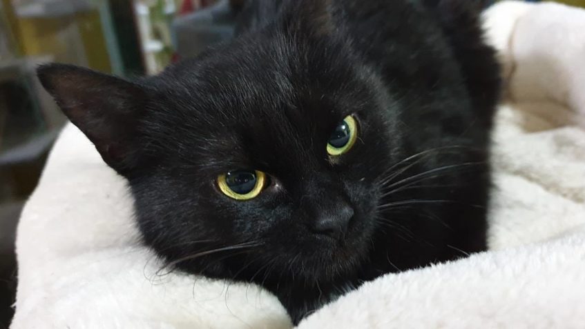 BEDŘISKA  SE KRÁSNĚ ZAKULACUJE, OCÁSEK A VĚTŠÍ STEHY NA BŘÍŠ...