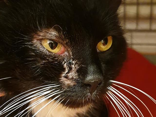 " BENZÍNEK " se moc fotit nechce  ale očičko se mu již krásn...