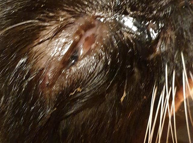 BENZÍNKÚV  ZÁNĚT V OČIČKU STÁLE LÉČÍME....