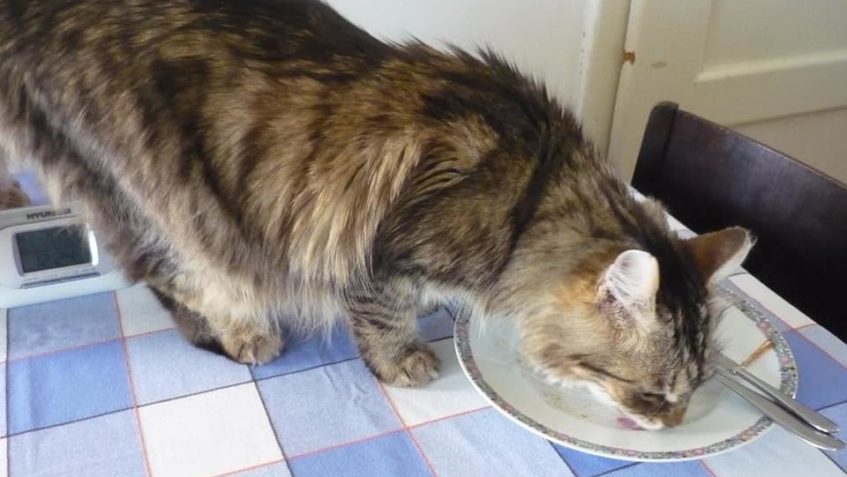 BERTÍK DOMA VALÍ  - MILIONOVY KOČIČÍ CHLAP...