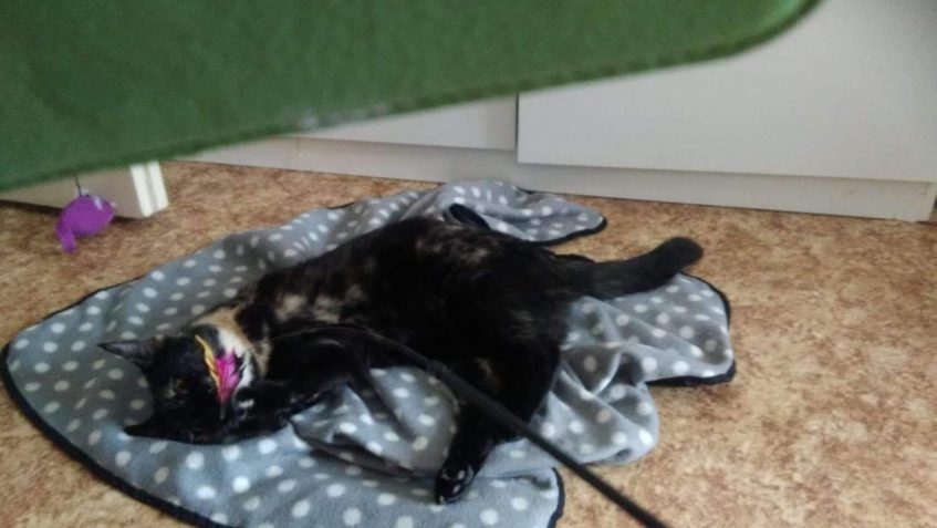 BOHDANKA  POZDRAVUJE KOČIČÁKY A DVOUNOŽCE...