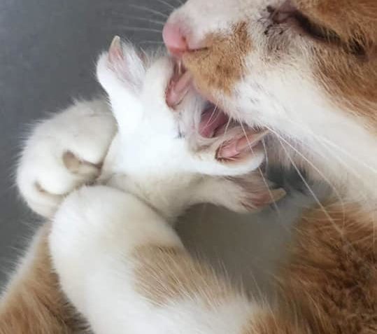 CROFTÍK - SIR BACON CHIPS VON JELLY  posílá důkazní foto a v...