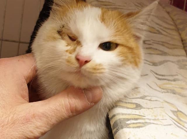 DNES ODCHYCENA KOČIČKA Z LOKALITY V CITOVĚ DOSTALA JMÉNO "PI...