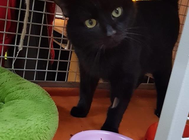 DĚKUJEME FELITIKASTRUJE.CZ  A  VETERINĚ LIVE  ZA  SPOLUPRÁCI...