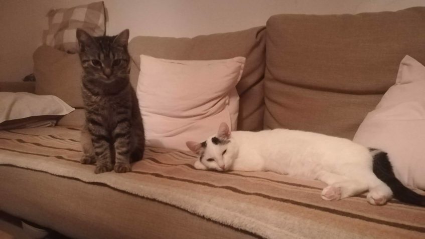 FLEKÁČEK A MĚŠŤANDA...