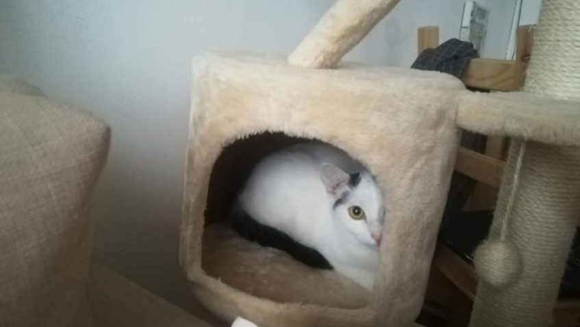 FLEKÁČEK  ODEŠEL DOMŮ TAKÉ Z umisťovací výstavy. BYL NA TOM ...