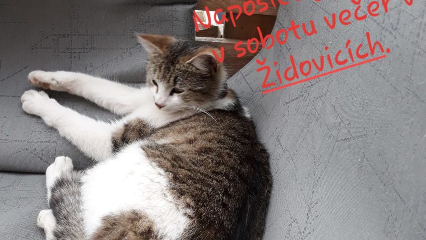 Hledá se velmi přítulná Micka....