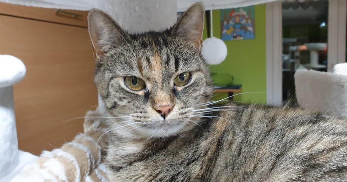 JANIČKA (ALIAS TLUSTÁ BERTA ) KRÁSNÁ KOČIČÍ DÁMA, MALINKO B...