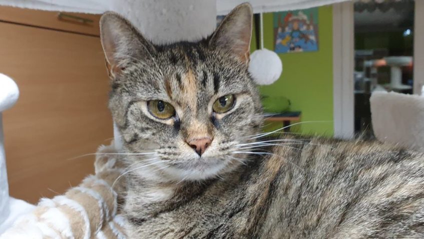 JANIČKA  (ALIAS TLUSTÁ BERTA ) KRÁSNÁ KOČIČÍ DÁMA, MALINKO B...