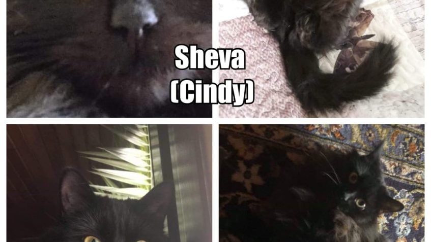 KAŽDÁ V JINÉM DOMOVĚ  OBĚ KRÁSNĚ UMAZLENÉ  A CHLUPATÉ.