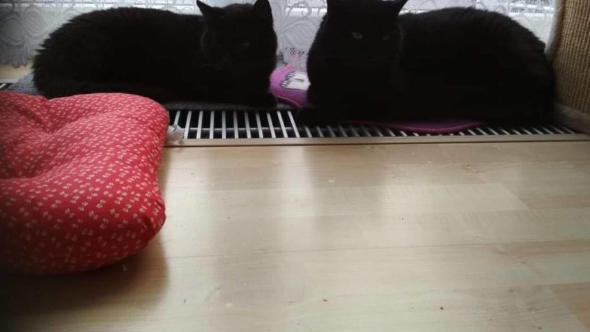 KEVINEK ZE SLUNÍČKA S KAMARÁDEM  Kevinek byl hodně nemocný, ...