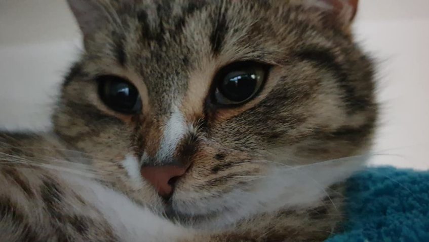 KOCOUREK JIDÁŠ   A JEHO KUKUČ. JIDASEK JE NAPROSTO ÚŽASNÝ MA...