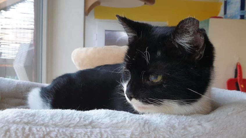 KOCOUREK MORRIS  DALŠÍ MAZLÍK Z LOKALITY. NAVÍC MÁ POŠKOZENÉ...