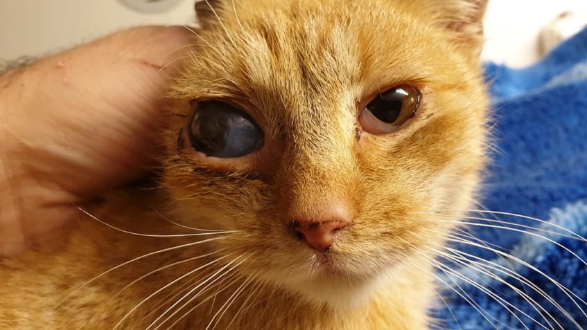 KOCOUREK S POŠKOZENÝM OČKEM Z LOKALITY, KTEROU KASTRUJEME. U...