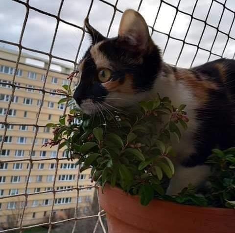 KRÁSKA CHARLIE  LIKVIDUJE BRUSINKU A SPŘÁDÁ PLÁNY NA  ODCHYT...