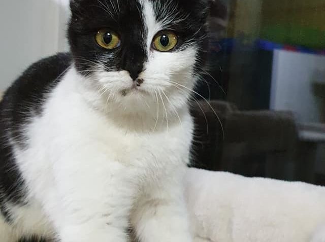 KRÁSNÁ A DROBNÁ BÍLO ČERNÁ KOČIČKA INÉZ , exotický vzhled a ...