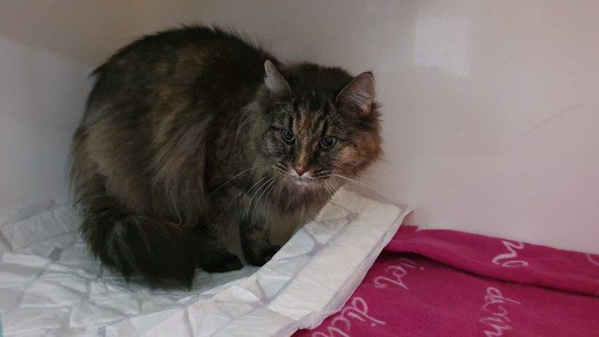 Krasavice GRACIE   je po kastraci, nějak se nám ale nezdá, t...