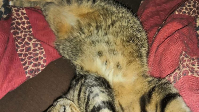 MACEK/u nás ASTONEK...