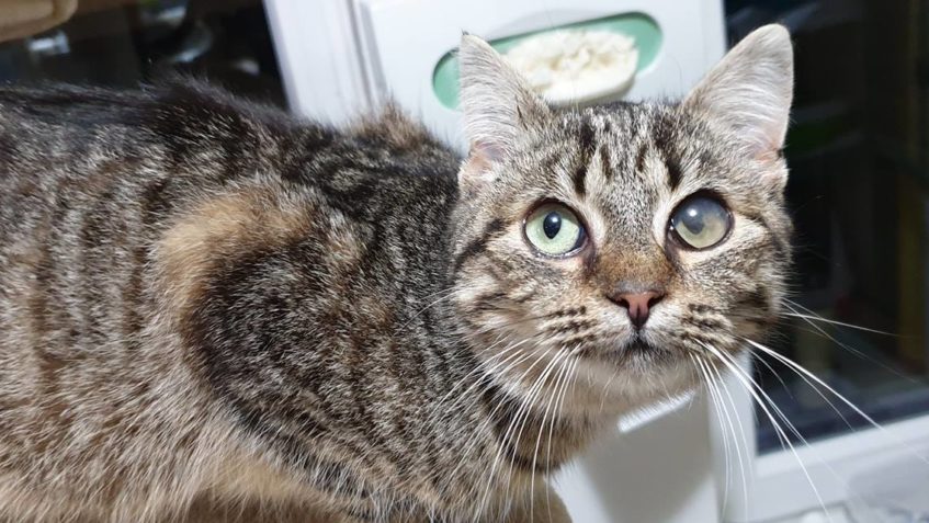 MALÁ "ZDEMOLOVANÁ" VESTIČKA  se nám už pěkně zakulatila. Po ...