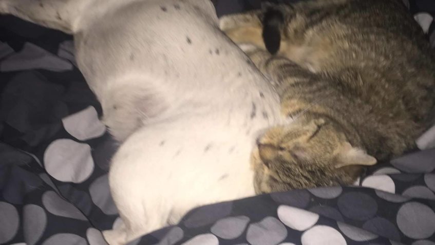 MARGOTKA JE MAZLÍK A MILÁČEK  I PŘES SVŮJ HANDIKEP SI V NOVÉ...