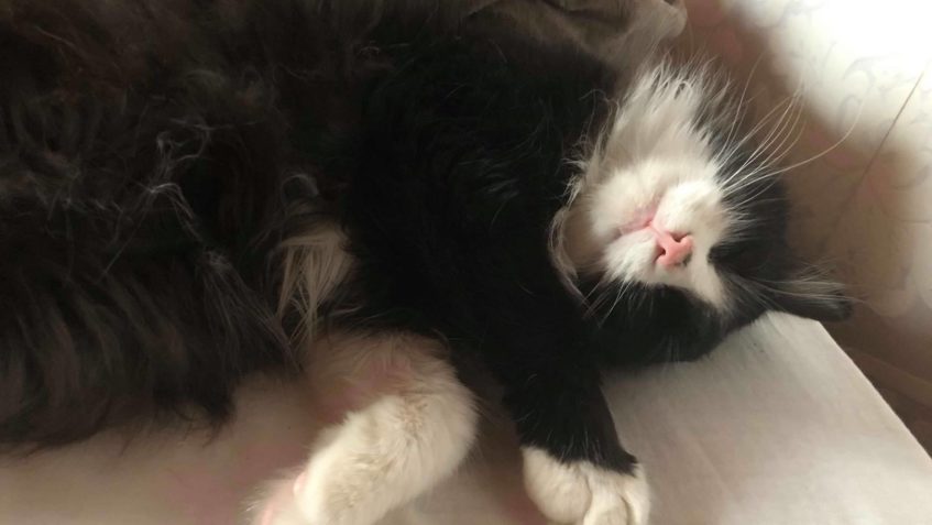 MARUŠKA  A RAGIE  DOMA VYSPAVAJÍ PO NEDĚLNIM FLÁMU