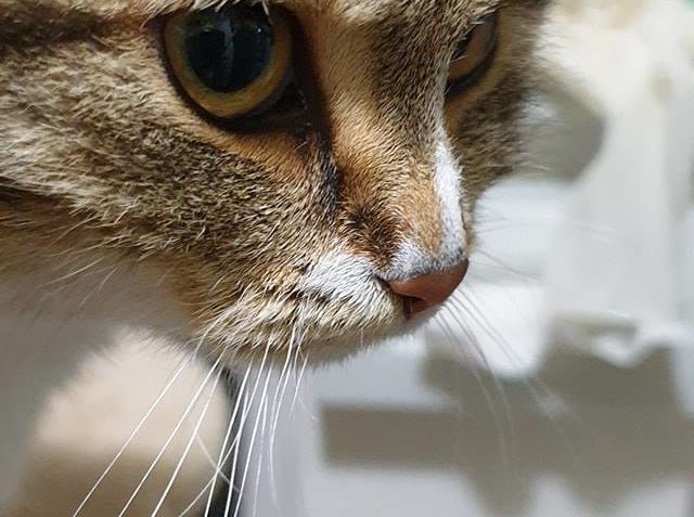 MAZLÍK JIDÁŠ ,  KOCOUREK KTERÉMU Z OČI KOUKAJÍ VŠICHNI ČERTÍ...