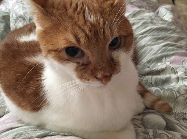 MIKEŠEK  A JEHO 2 ROKY DOMA...