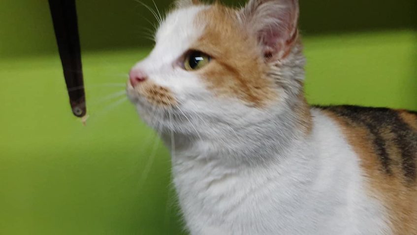 MILÁČEK PIPI  SE ZATÍM NERADA FOTÍ  MAZEL JE ALE PARÁDNÍ. Uv...