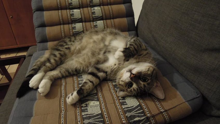 MOUREK Z ČERNOUČKU...