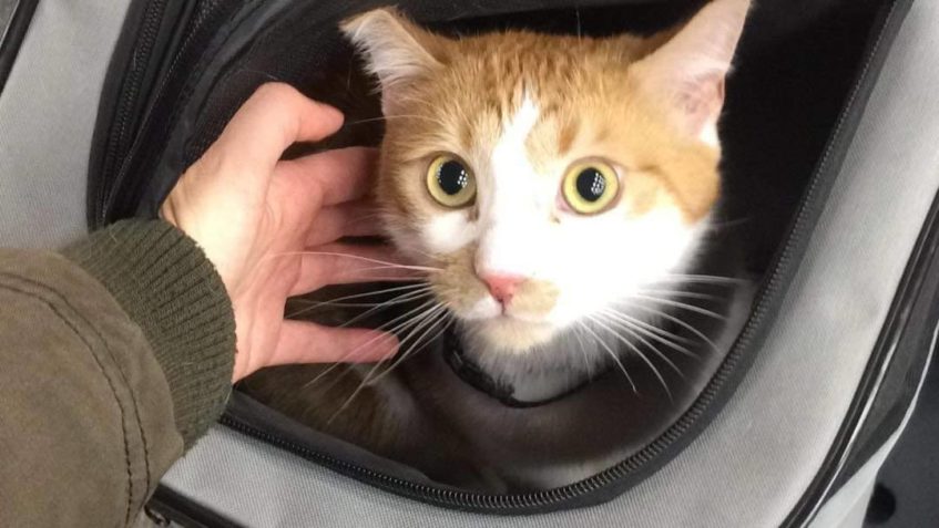 NEKLÁNEK alias ČIČIRO  RAD CESTUJE S PANIČKOU  VLAKEM  , sam...