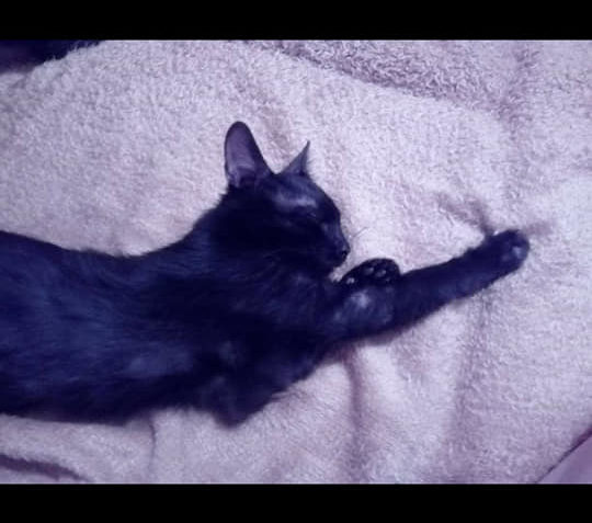 NÁŠ MILÁČEK BUENKO  ŠEL, VLASTNĚ SE LUMP JEDEN VEZL  DOMŮ...