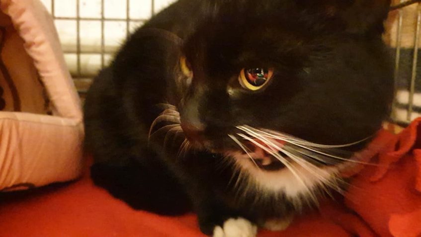 POSLEDNÍM KOCOURKEM KTERÉHO JSME DNES, VLASTNĚ VČERA PŘIJALI...