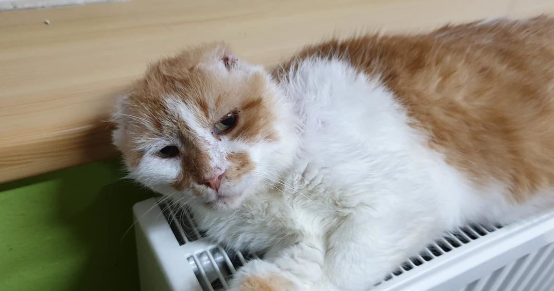 POVALEČE na radiatoru netřeba představovat