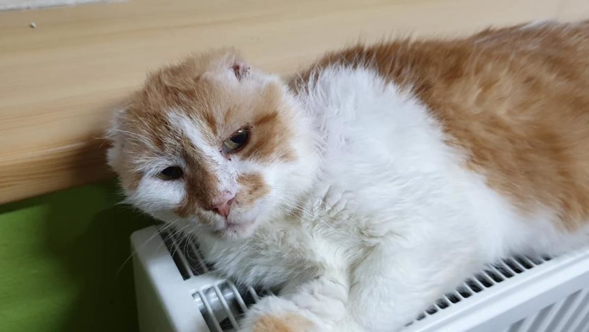 POVALEČE na radiatoru netřeba představovat