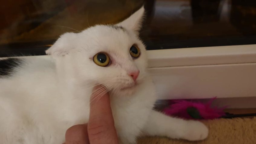 Předposlední zprávou z včerejšího dne je návrat DROBEČKA  ZP...