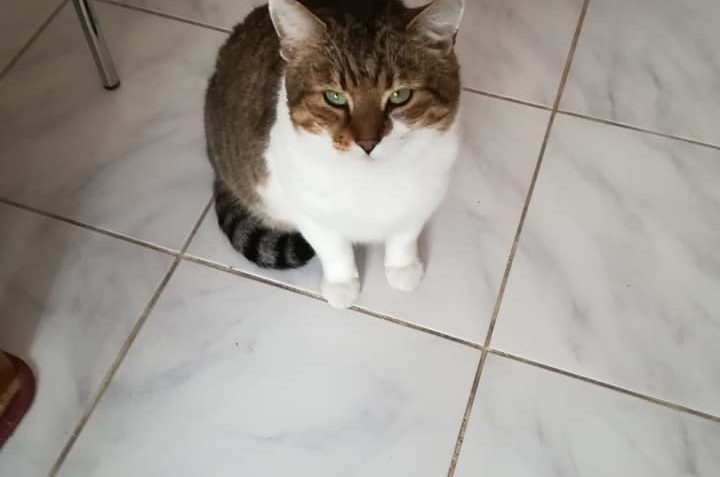 S KOCOURKEM ŠKOLNÍKEM  JSME SI VE SLUNÍČKU UŽILI  TEĎ SI UŽÍ...