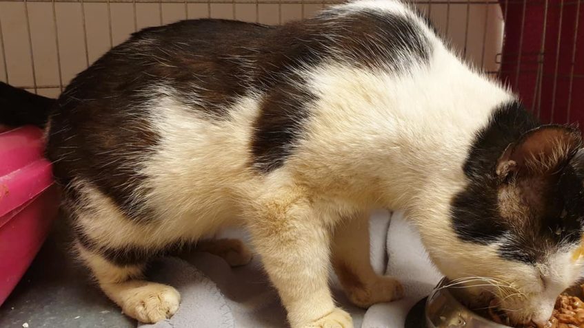 STARŠÍ KOCOUR Z LOKALITY "C" KTERÉMU PANÍ ŘÍKÁ &qu...