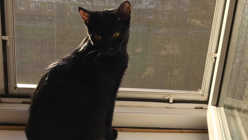 SÁZÍNKOVO "POZDNÍ ODPOLEDNE"...